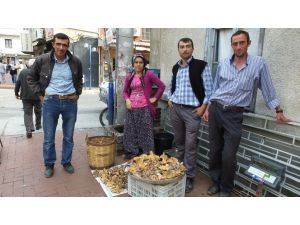 Melki Mantarı Köylünün Geçim Kaynağı Oldu