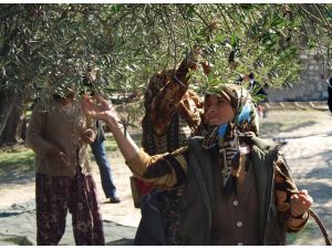 Zeytinde Büyük Kayıp