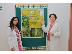 Karpuzdaki Hastalık Abd’den Yayıldı