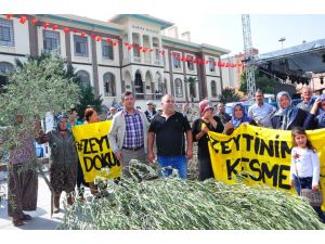 Somalı Köylülerin Zeytin Tepkisi Dinmiyor