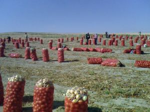 Soğan Hasadı Başladı, Üretici Memnun