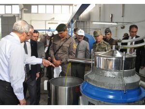 Edremitte Zeytin Hasadını Kaymakam Başlattı