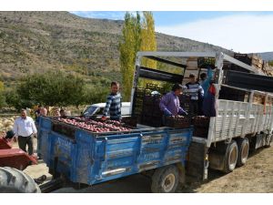 Mut’ta Elma Üreticisi Üzgün