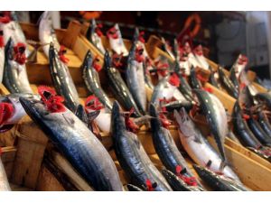 Karadenizdeki Palamut Ucuzluğu Marmaraya Yansımadı