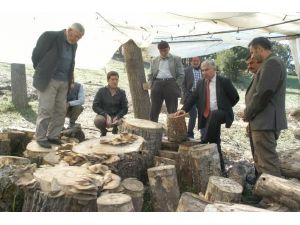 Uludağda Kütük Mantarı Yetiştirilmeye Başlandı