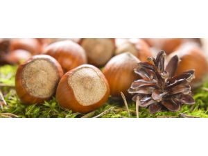 Türk Fındığında ‘Doğru Bilinen Yanlışlar’