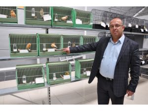 Kanaryalar Madalya İçin Yarışıyor