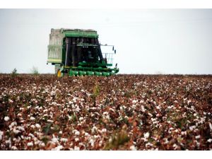 Pamukta Makineleşme Hasadı Artırdı