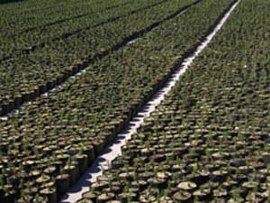 Ekinözünde Fidan İhalesi