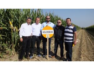 Burhaniyede 10 Bin Hektar Alana Ekilen Silajlık Mısırın Hasadına Başlandı