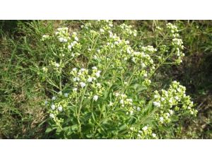 Emekli Albay Amatör Ruhla Başladı, Tarımda Profesyonel Oldu