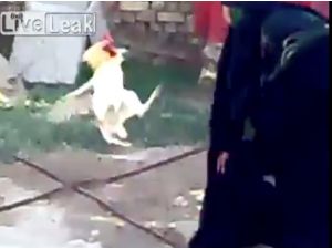 Horoz Kadına Meydan Okursa