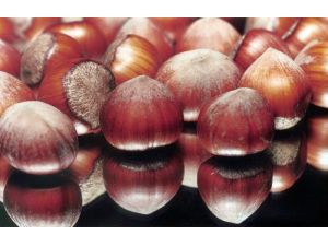 3 Bin 850 Ton İç Fındık İhraç Edildi