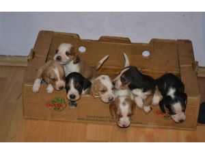 Yavru Köpekleri Sahipsiz Bırakmadı