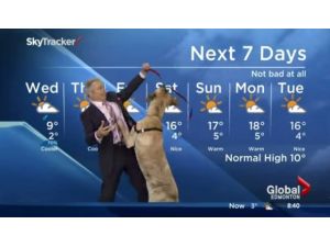 Sen Misin Canlı Yayına Köpekle Çıkan !