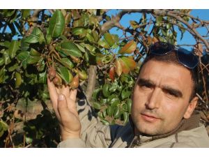 Çiftçiler Hayrete Düştü