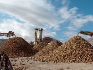 Elbistan Şeker Fabrikası 135 Bin Ton Pancar Aldı