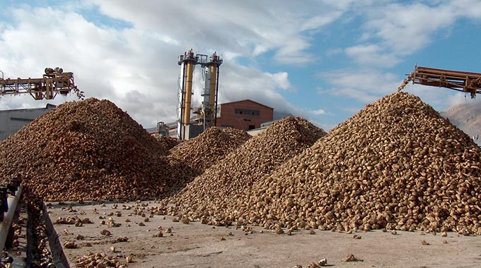 Elbistan Şeker Fabrikası 135 Bin Ton Pancar Aldı