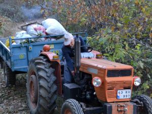Simav’ın Kara Elması Kestane Hasadı Başladı