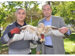 Yaralı Şahine Şefkat Eli