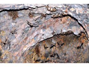 Binlercesi 11 Milyon Zeytin Ağacını Koruyor