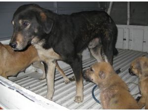 Belediyeden İlginç Başıboş Köpek Açıklaması