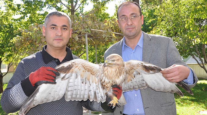 Yaralı Şahine Şefkat Eli