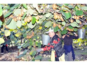 Türkiyenin Kivi İhtiyacının Yüzde 70ini Yalova Karşılayacak