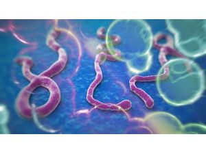 Avrupa’nın İlk Ebolalısı Başardı