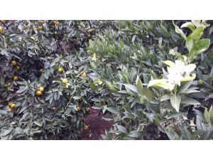 Havran’da Portakal Ağaçları Sonbaharda Çiçek Açtı