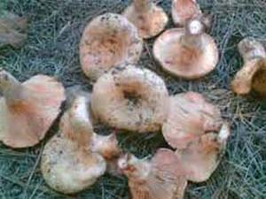 Mantar Tüketirken Dikkat Edin