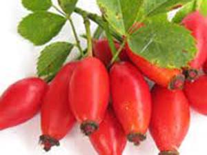 Bu yaz kuşburnu fazla oldu, kış sert geçebilir