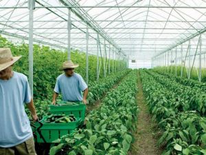 Organik Yaşam Binlerce Turisti Çekebilir