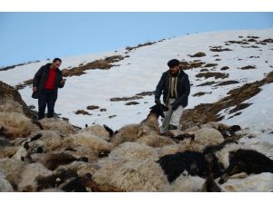 Sürü Psikolojisi İle Uçurumdan Atlayan 230 Koyun Telef Oldu