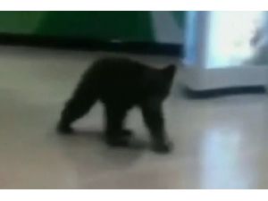 Yavru Ayı Alışveriş Merkezine Girdi