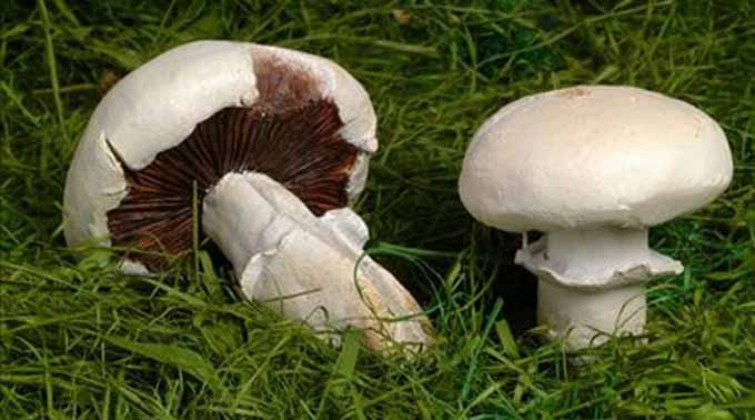 Yaban Mantarı Can Aldı