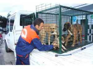 Aç Kalan Ayılar Sokak Köpeklerine Saldırdı