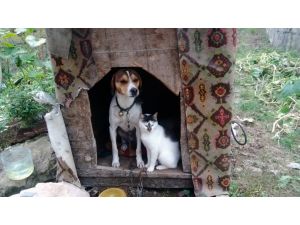 Kedi Ve Köpeğin Dostluğu Görenleri Şaşırtıyor
