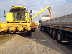 Mısır Hasadı Başladı