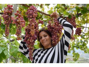 5 Kiloluk Ceviz Üzümünün Salkımı 25 Tl’den Alıcı Buluyor