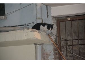 Esnaflar, Kedinin İnadını Kıramadı