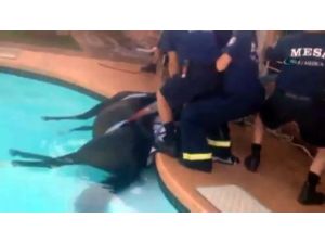 Havuza Düşen Atı Böyle Kurtardılar