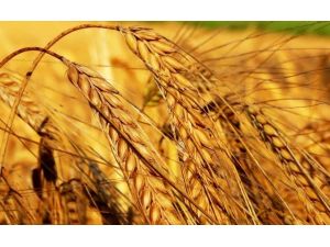 Buğday Üretiminde Korkunç Düşüş