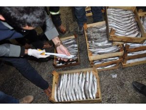 Ankara’da Küçük Balık Satan 20 İşletmeye Para Cezası
