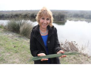 Türkiyenin Kaba Yem Sorunu ‘Juncus Acutus’ İle Çözülecek