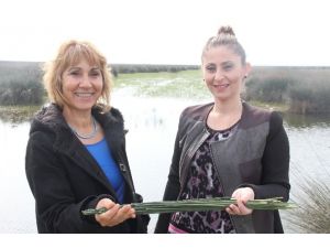 Kaba Yem Sorunu Bu Bitkiyle Çözülecek