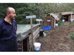 Giresunlu Hayvanseverden Sokak Köpeklerine Şifa Merkezi