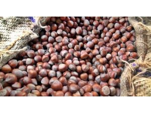 Fındıkta Planlar Alt Üst