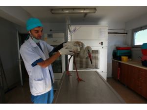 Yaralı Leylek Ve Atmaca Sağlıklarına Kavuşturuldu