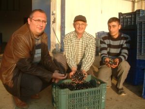Tariş Gemlik Tipi Zeytin Alımına Başladı